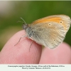 coenonympha symphyta  didi abuli female 1